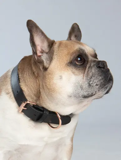 Amadeus halsband